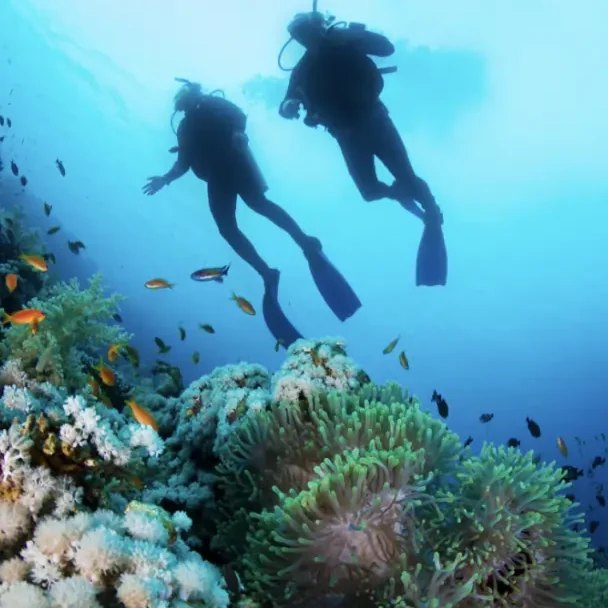 Coral reef discovery dive in Seychelles with oceanika team Two scuba divers exploring colorful coral reefs surrounded by tropical fish in clear blue water.